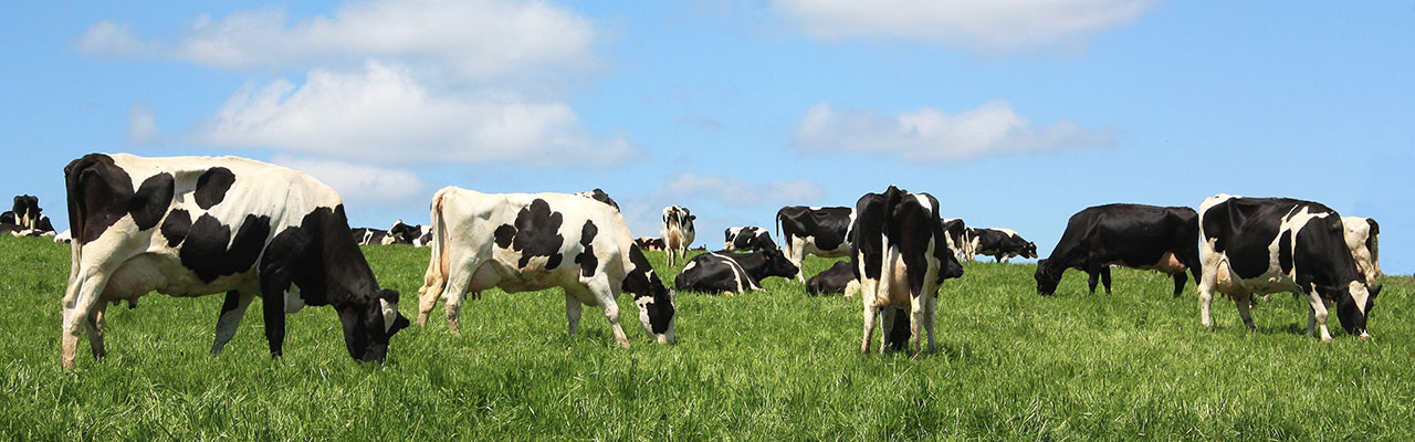 Grazing Holstein Dairy Cattle