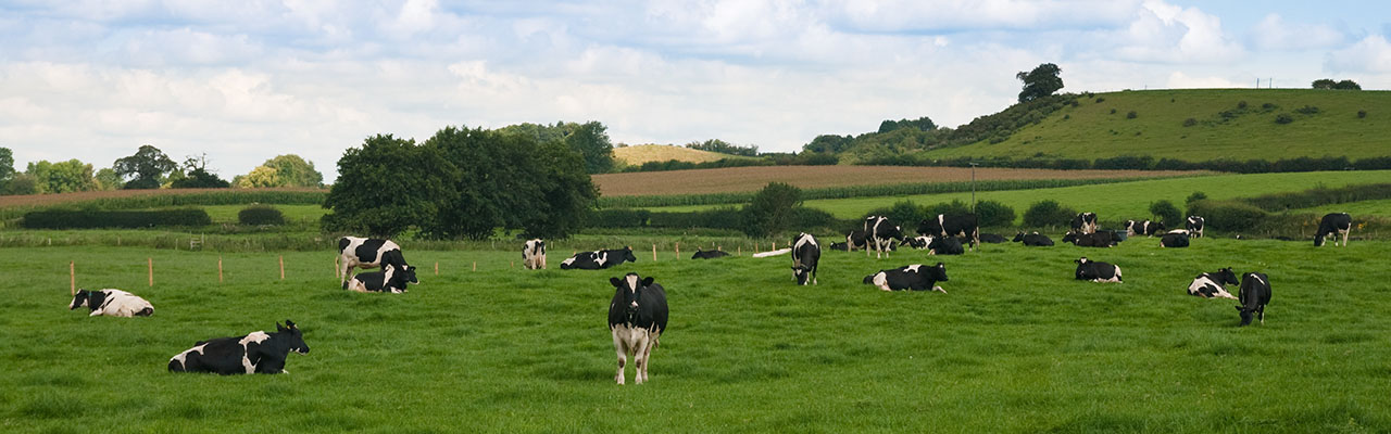 Holstein Cattle in Field