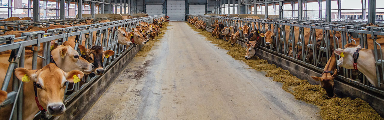 Jersey Dairy Cows in Freestall Barn